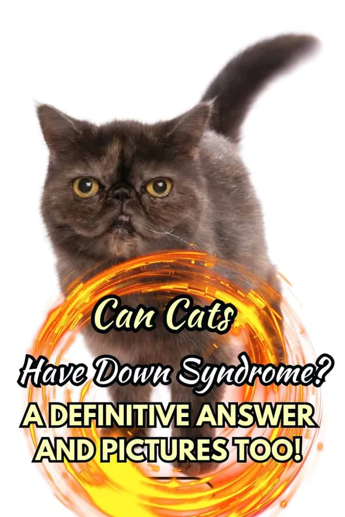 ruda egzotiška katė, stovinti izoliuota baltame fone' title=