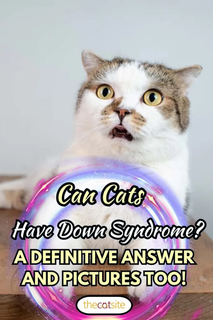 Katės portretas studijoje. Škotijos raukšlėtas katinas atidaro burną. Miela katė, kuri daro juokingą veidą.' title=