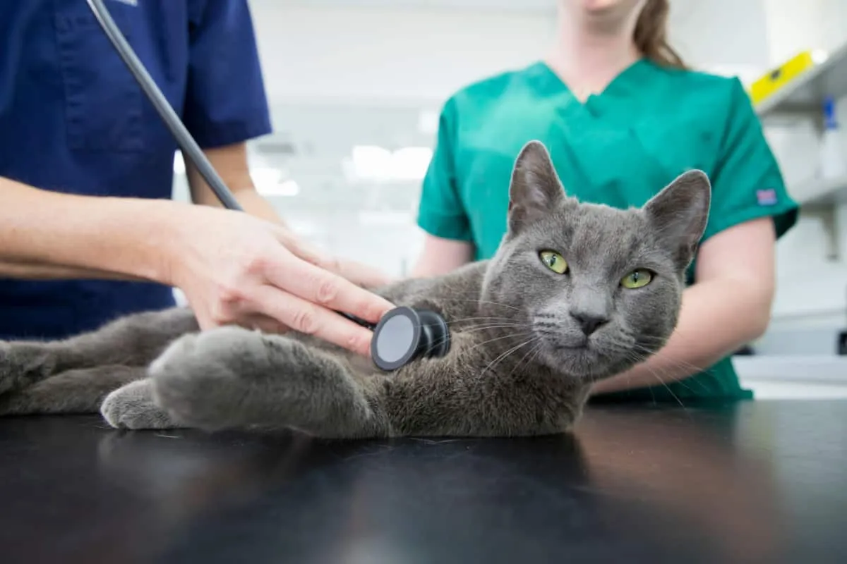 Veterinaria che esamina il gatto da compagnia con stetoscopio' title=