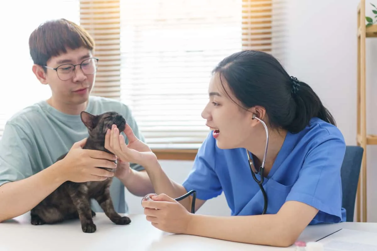 Uso veterinario femminile stetoscopio per controllare la salute del gatto' title=