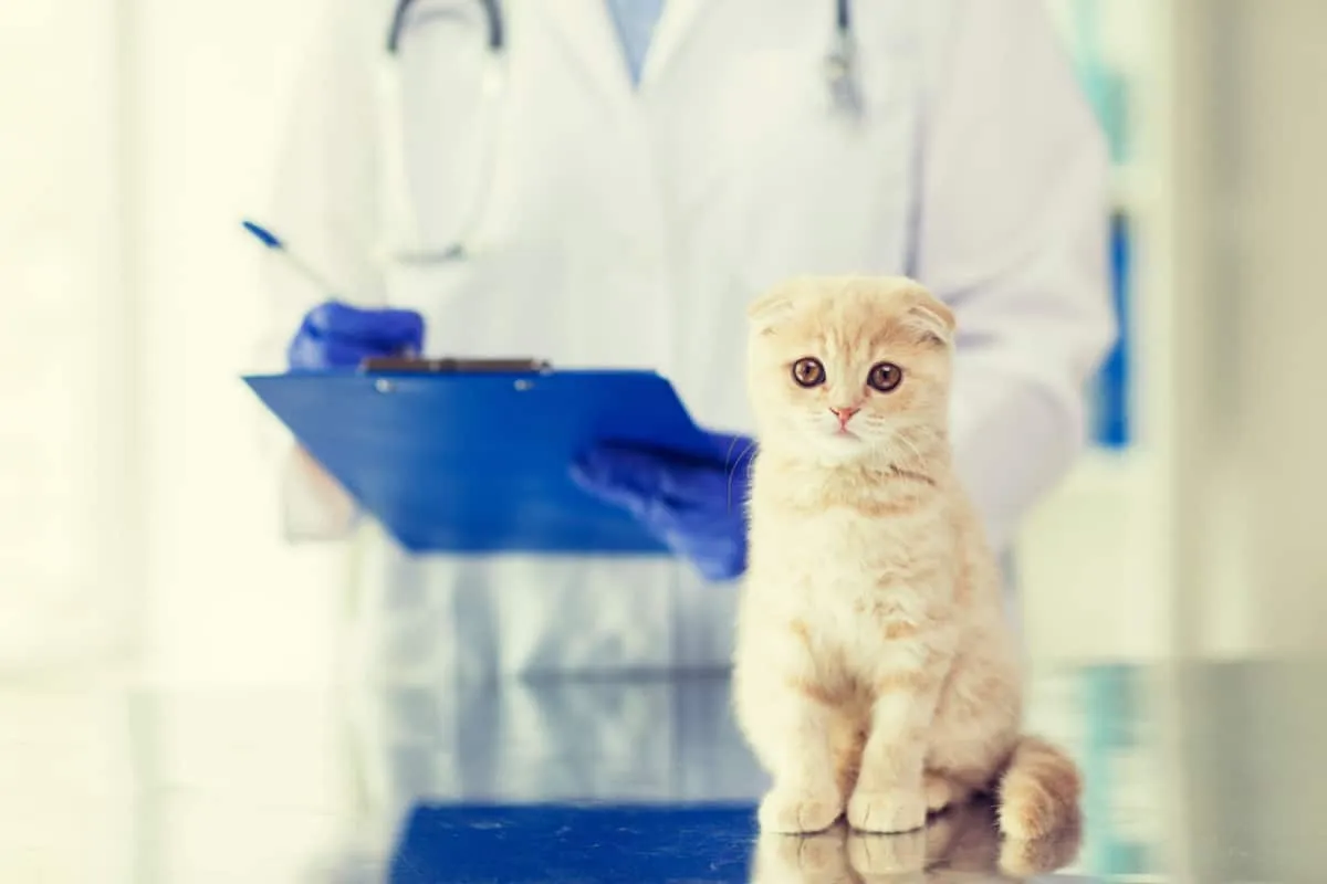 primo piano di gattino con medico veterinario sul retro che controlla il gatto' title=