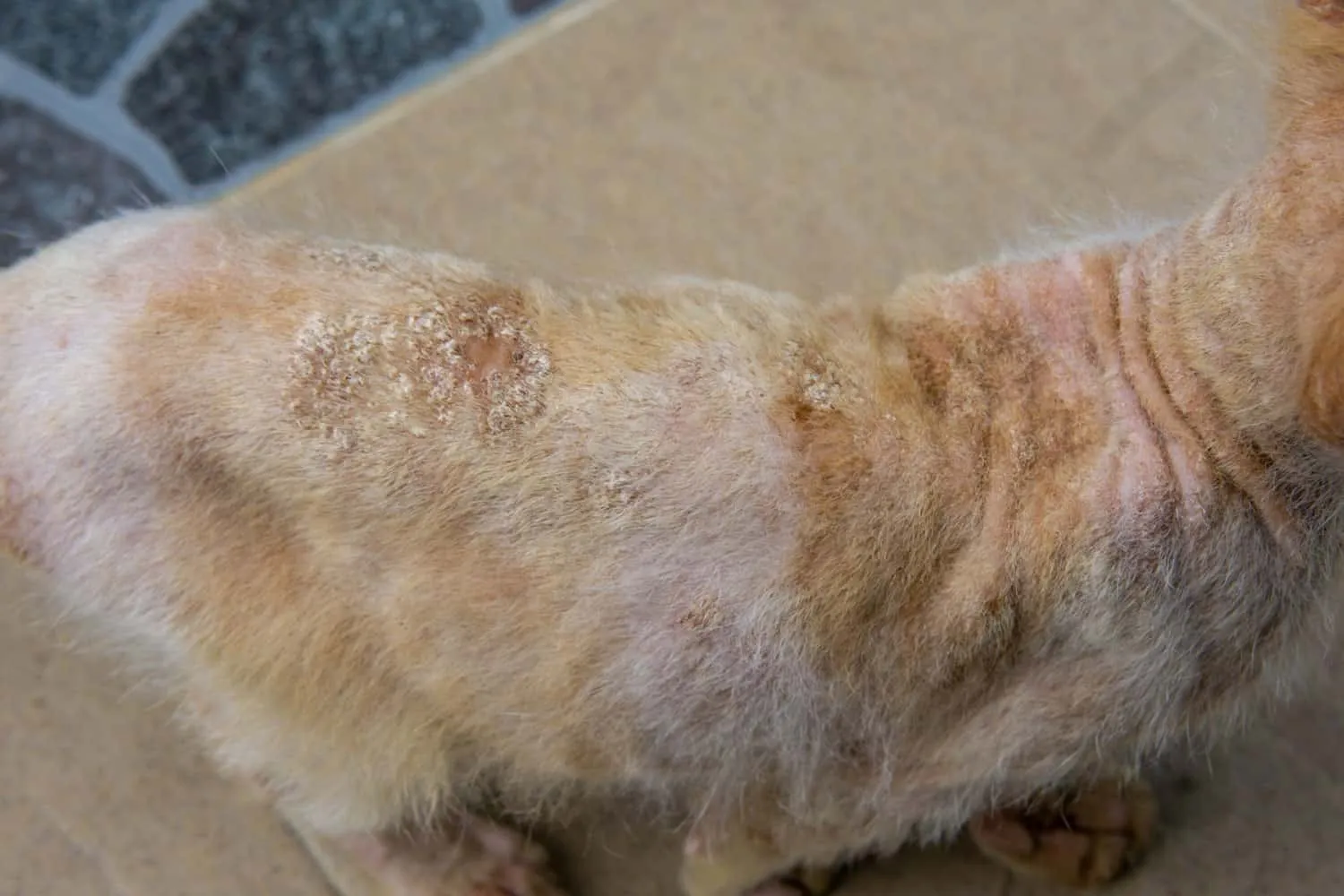 Bližnji posnetek glivične okužbe kože Ringworm na zadnji strani telesa potepuške oranžne mačke. Kožne bolezni zaradi glivic. Selektivni fokus.' title=