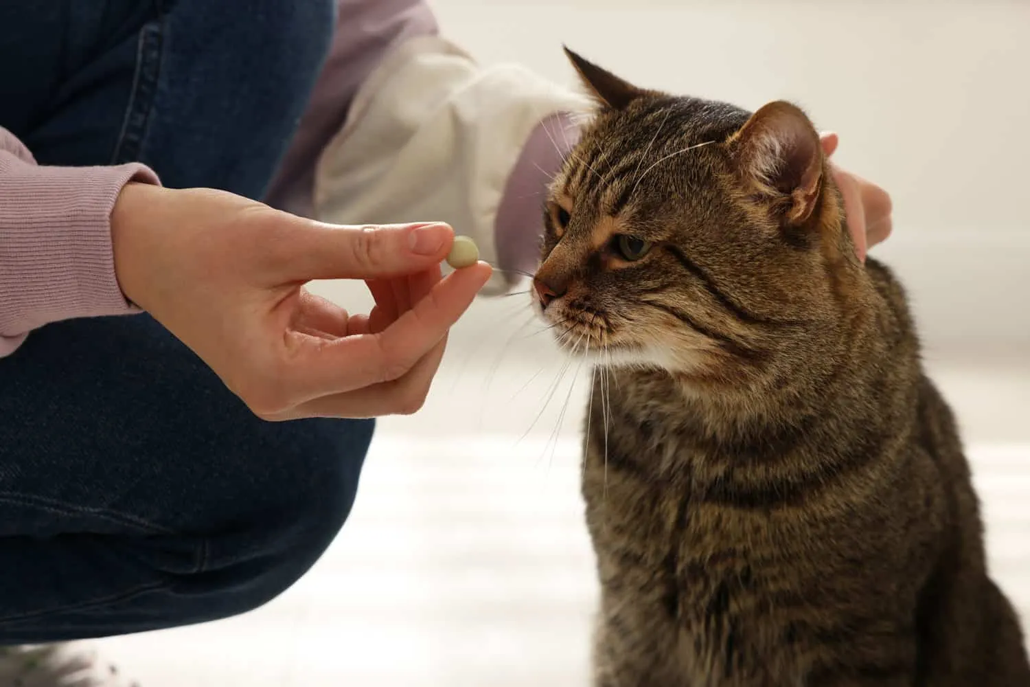 Dona donant la píndola a un gat bonic a casa primer pla. Vitamines per a animals' title=