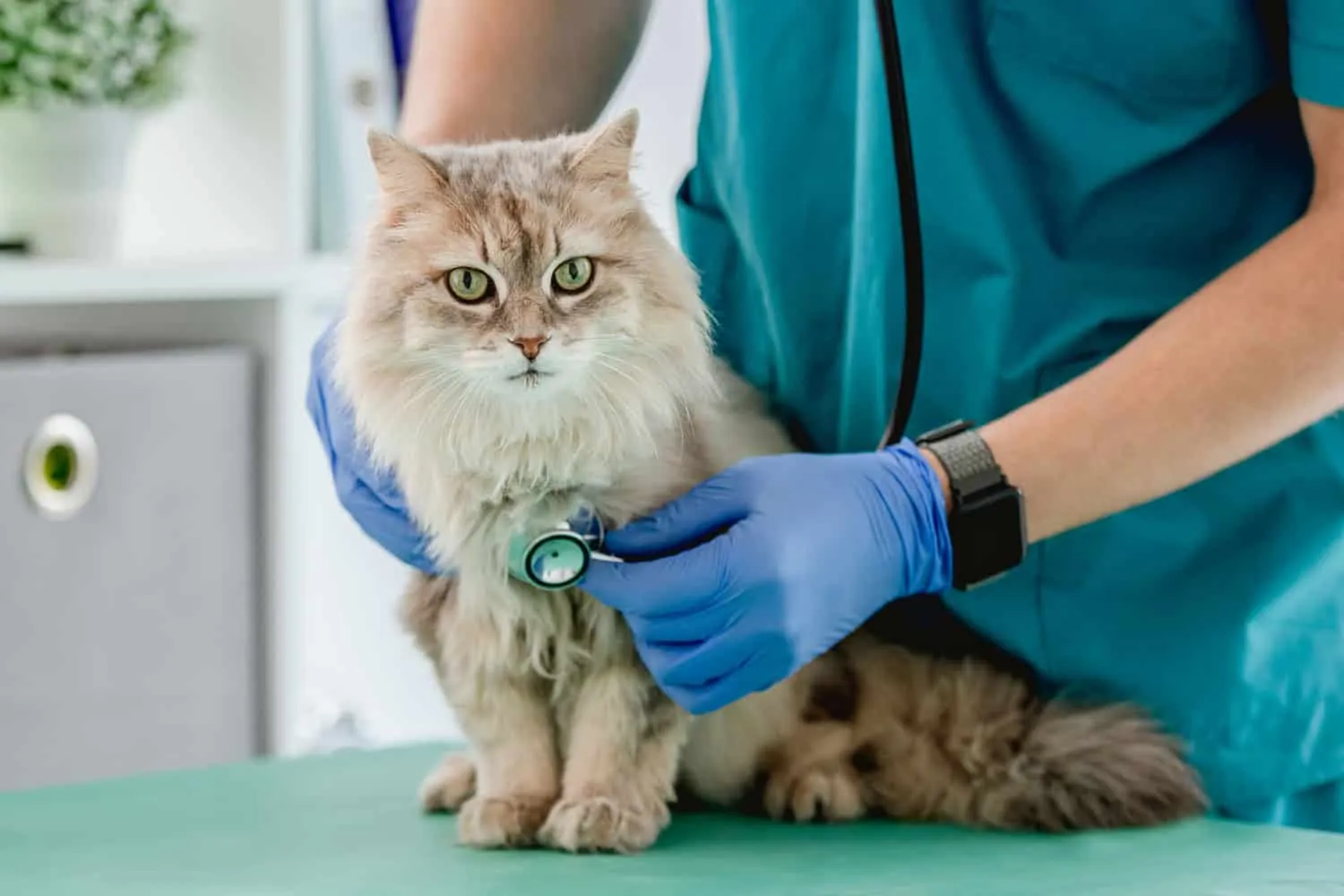 Ветеринар слуша пухасту мачку помоћу стетоскопа током прегледа у ветеринарској клиници' title=