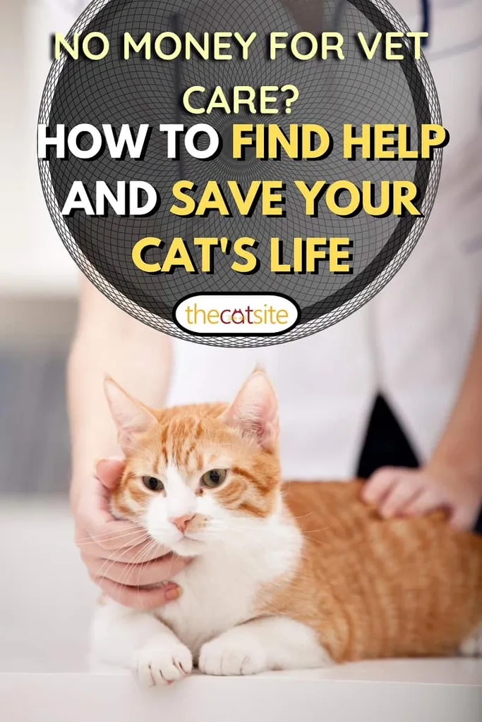 мачка и ветеринар' title=