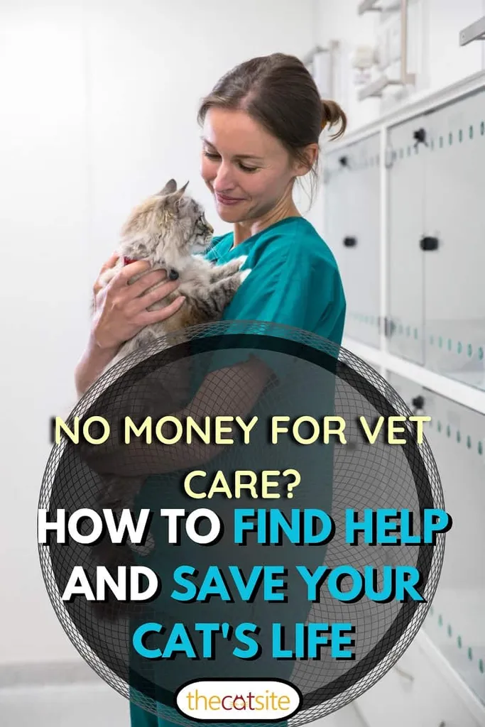 Медицинска сестра држи мачку у соби за опоравак ветеринарске хирургије' title=