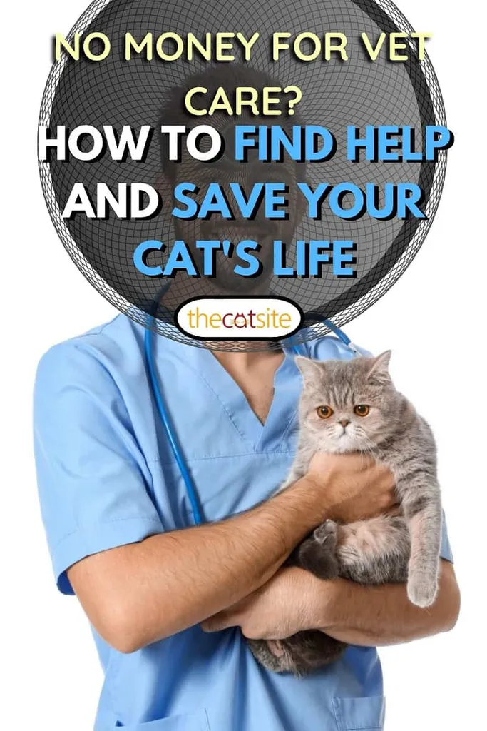 Ветеринар са слатком мачком на белој позадини' title=