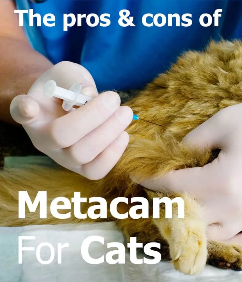 Metacam pour chats – Les avantages et les inconvénients du méloxicam pour soulager la douleur' title=