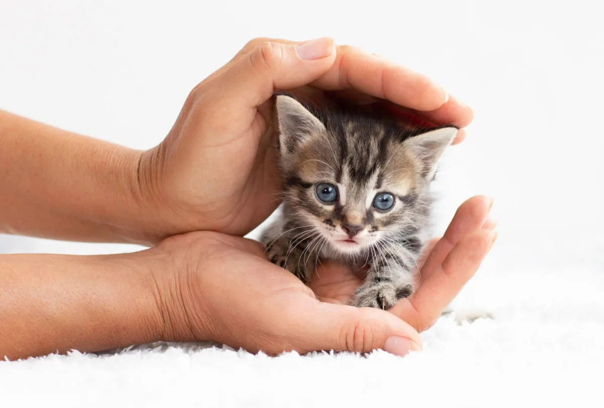 liten kattunge sitter på håndflaten til en mann' title=