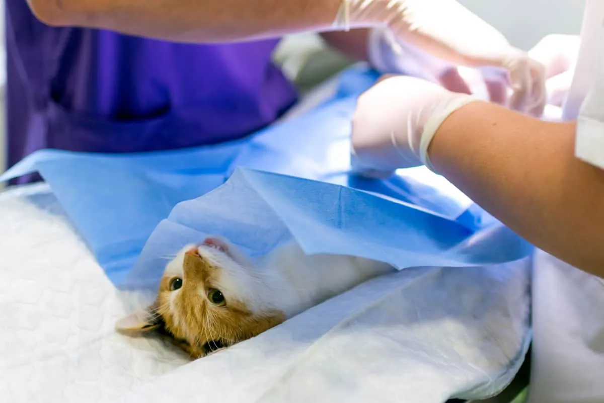 Nærbilde av en katt på operasjonsbordet og veterinærkirurgi' title=