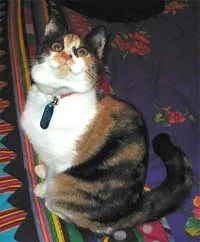 katt ved navn Vegemite som opplevde FCK' title=
