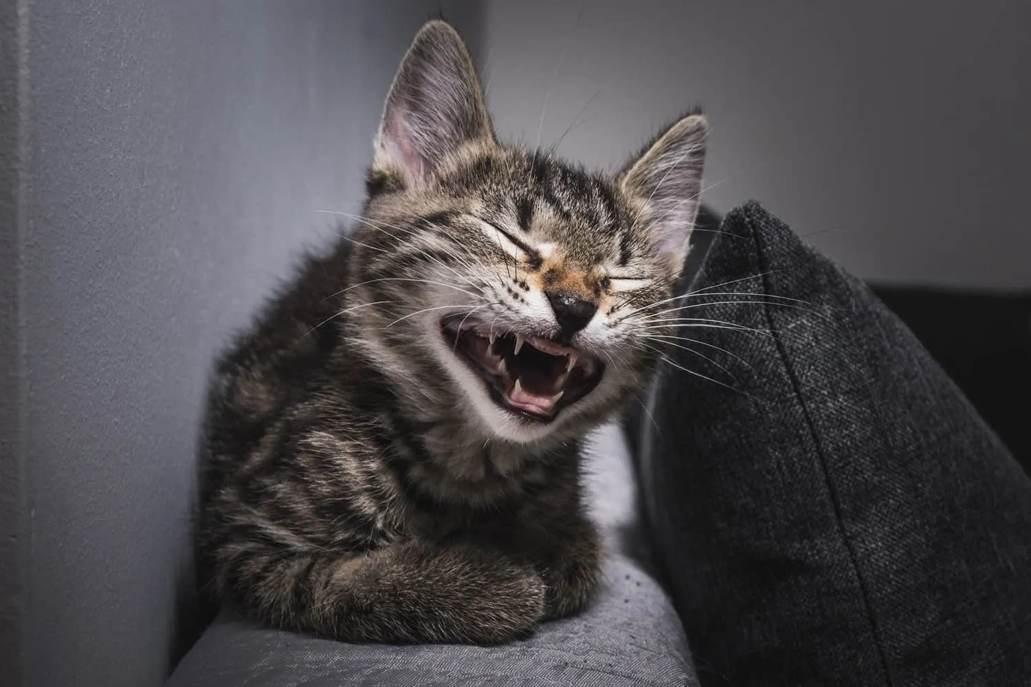 pisică superficială gura deschisă pisică căscată pisică care râde. O pisică afișând un rânjet fără dinți-Imagine de White Cat Lover' title=