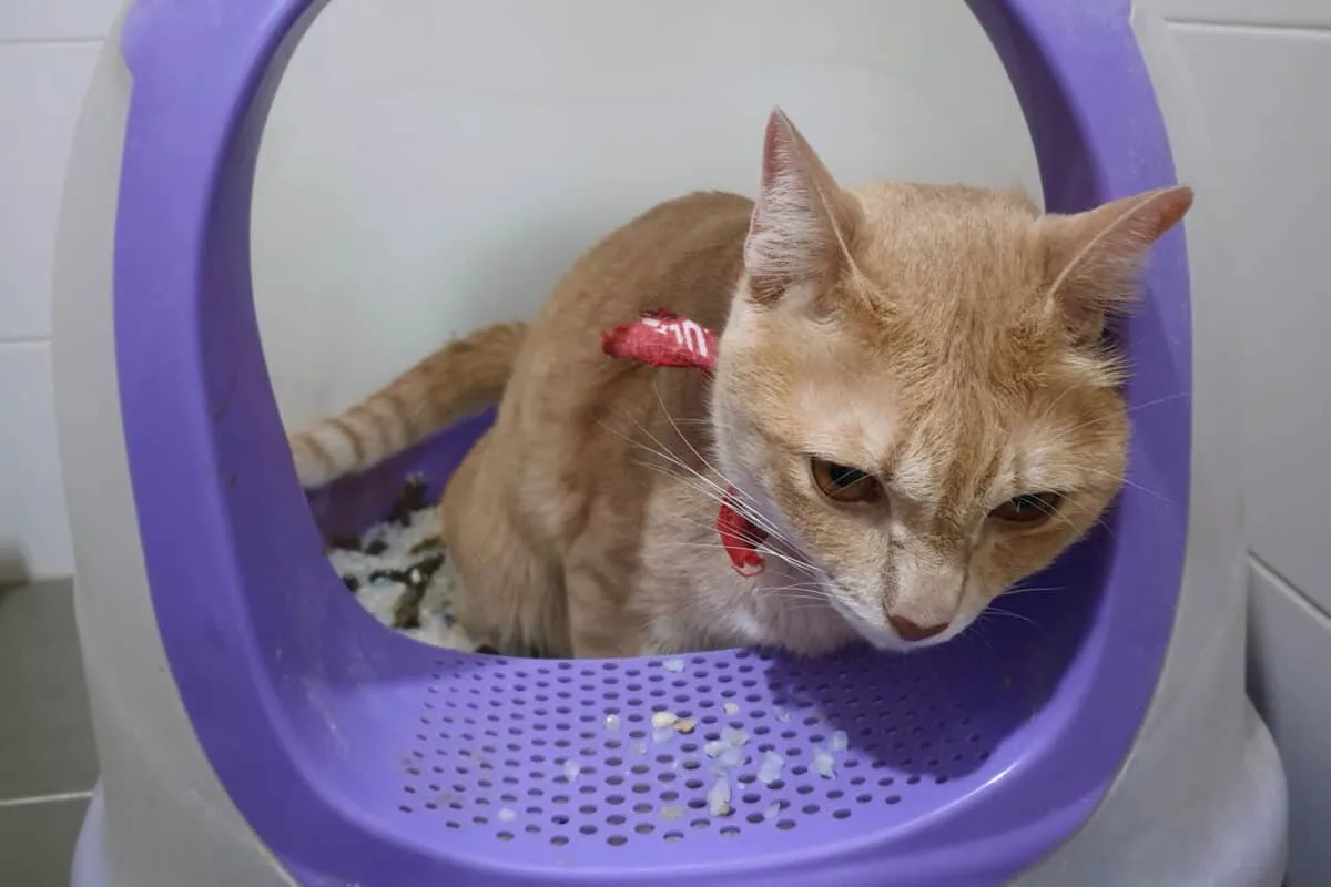 Уловеният момент разкрива котка, която изпитва очевиден дискомфорт при уриниране, което предполага, че актът е придружен от болка' title=