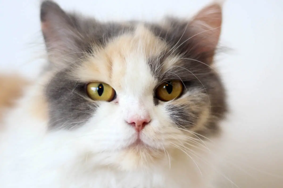 Dilute calico cat