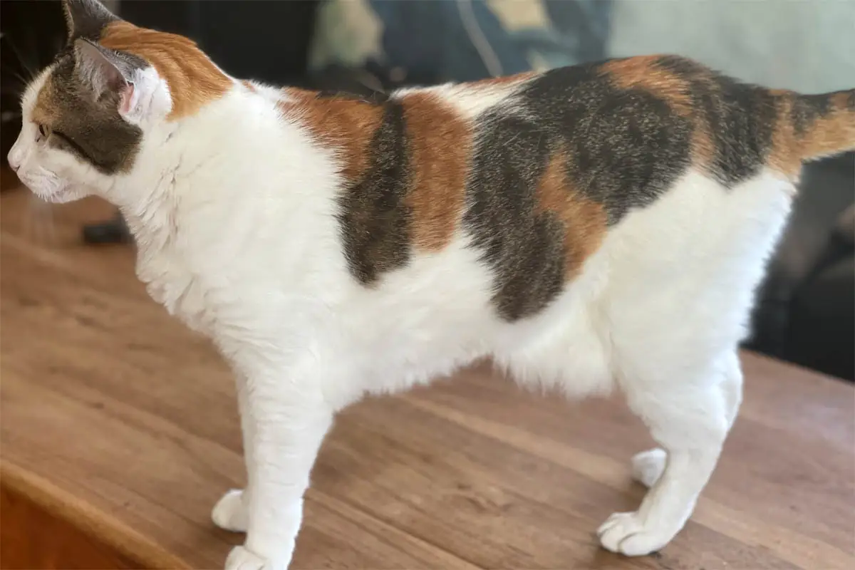 Caliby cat