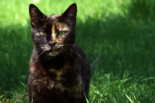 Tortoiseshell cat