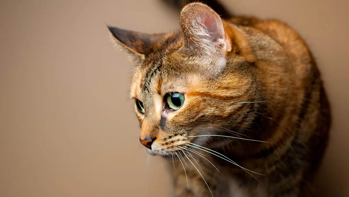 Torbie