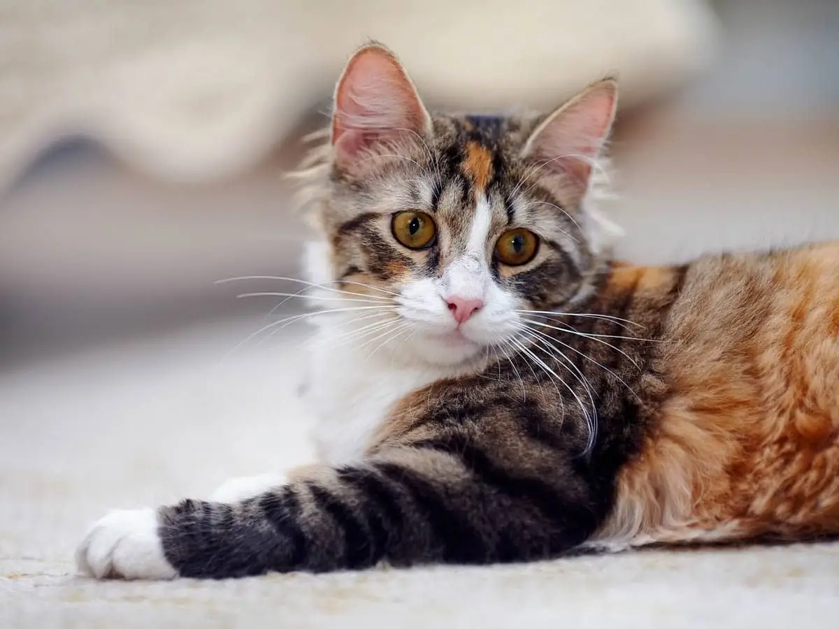 Torbie and white