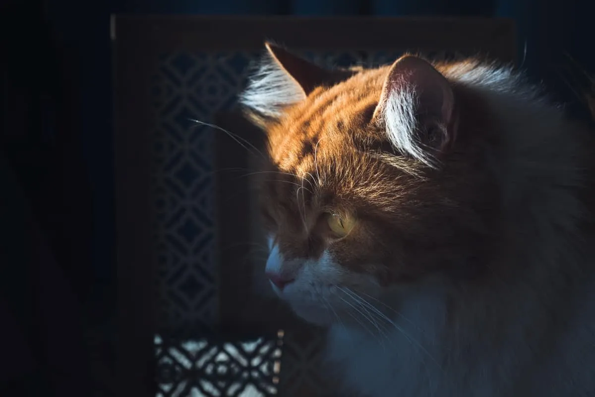 I gatti possono vedere i fantasmi? 10 storie da far rizzare i capelli dai nostri membri!