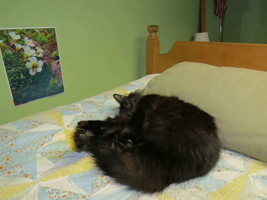 A macskák titkos élete az amerikai történelemben és folklórban' title=