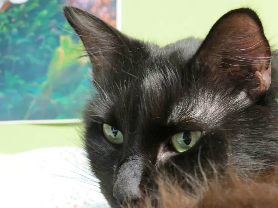 A macskák titkos élete az amerikai történelemben és folklórban' title=