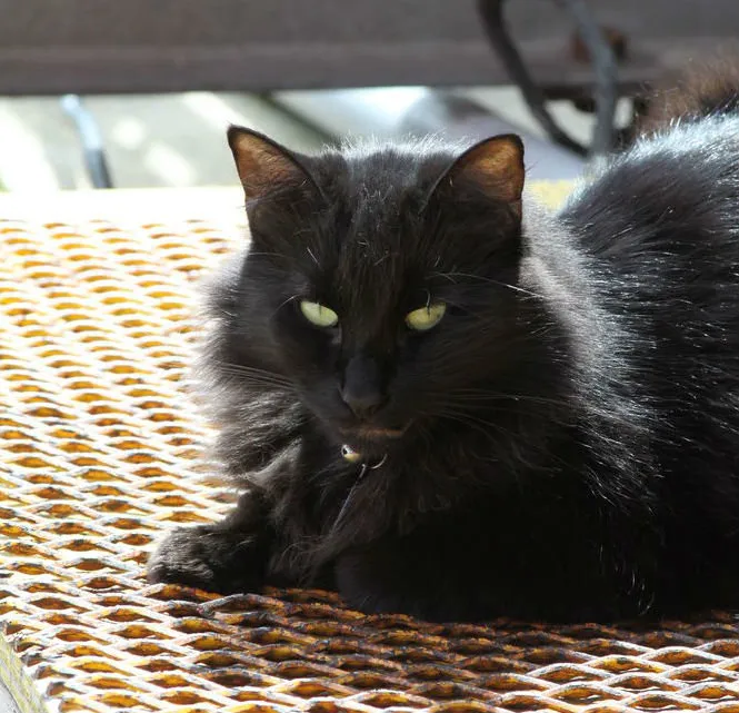 A macskák titkos élete az amerikai történelemben és folklórban' title=