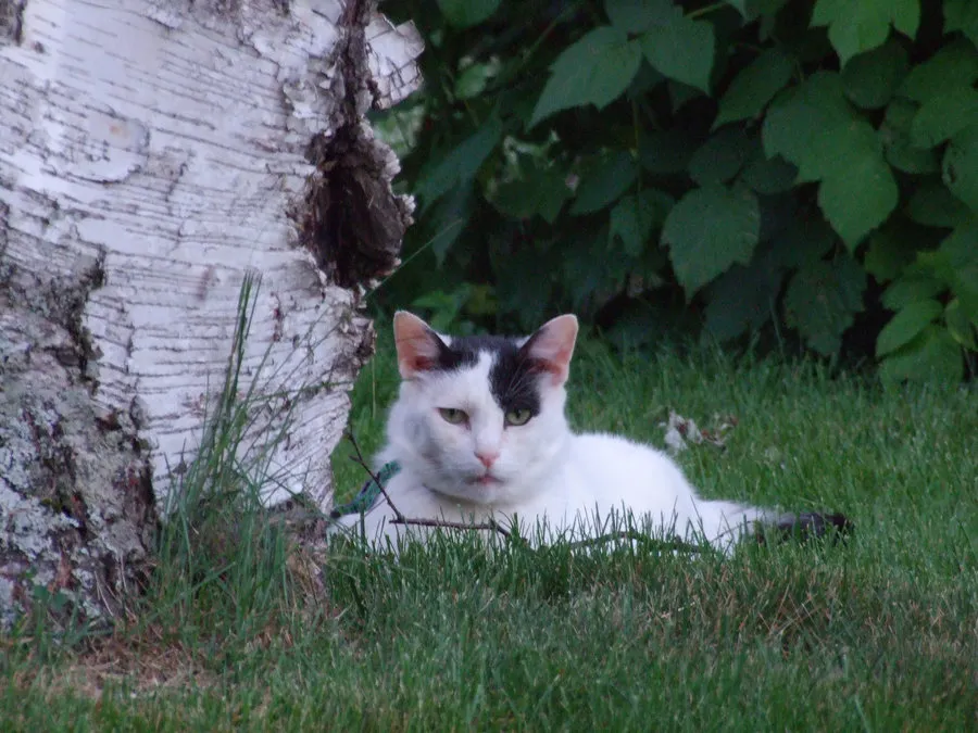 Тајни животи мачака у америчкој историји и фолклору' title=