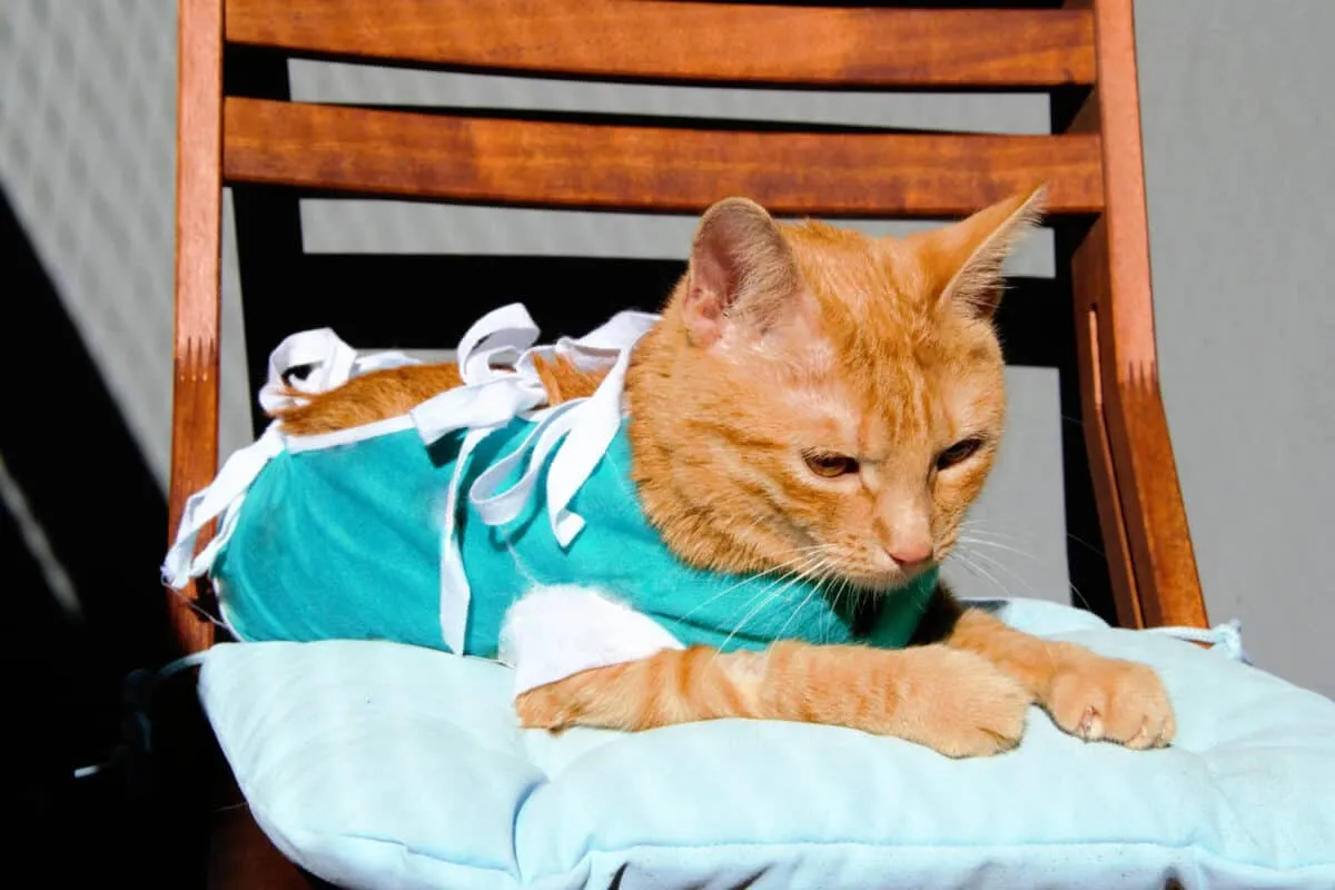 s'extingiran els gats' title=