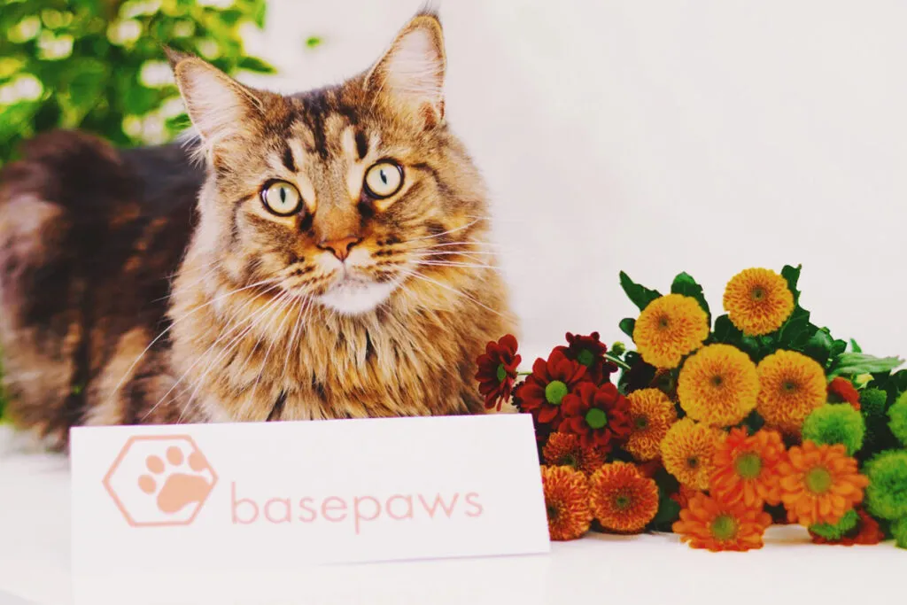 Descoperă machiajul genetic al pisicii tale cu Basepaws' title=