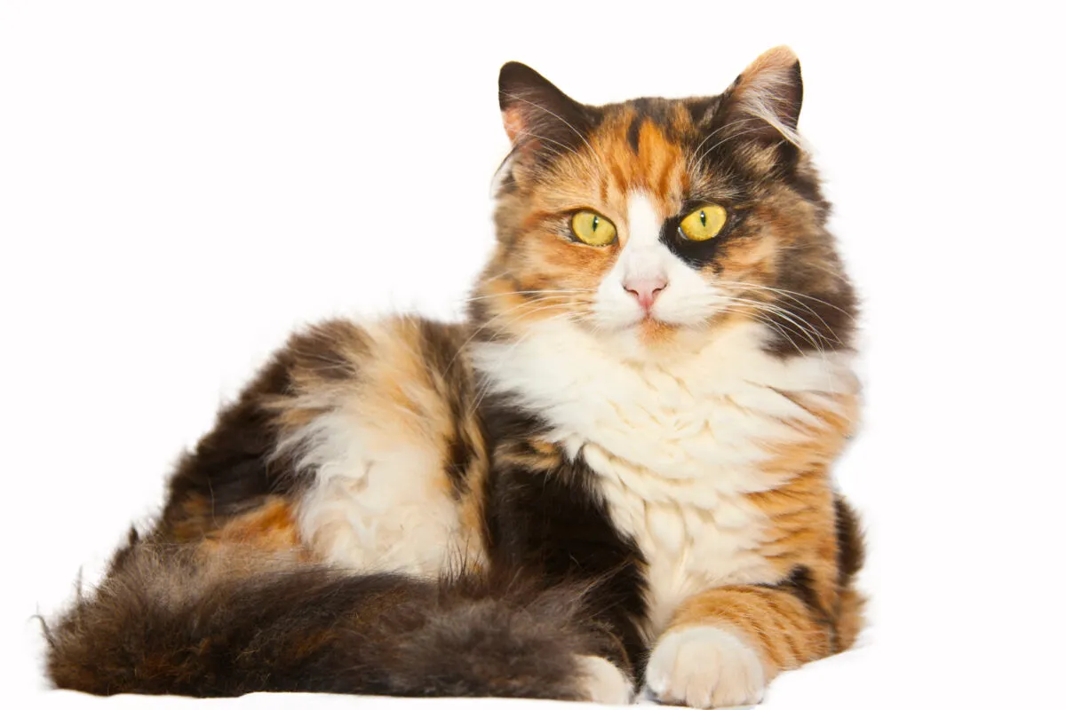 三毛猫の完全ガイド: 知っておくべきことすべて