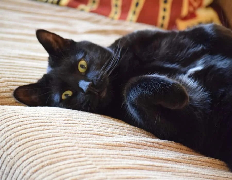 검은 고양이가 소파에 누워 있다' title=