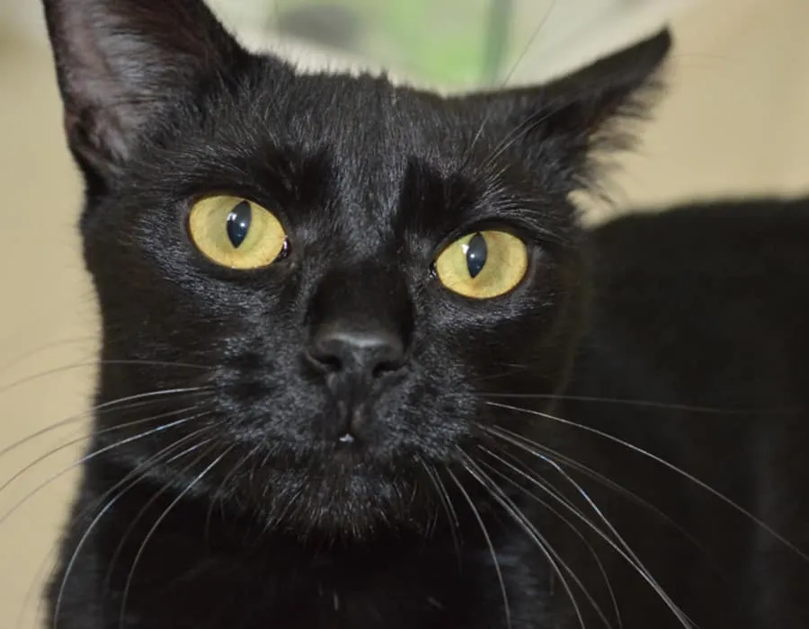 고양이 얼굴 클로즈업 사진' title=