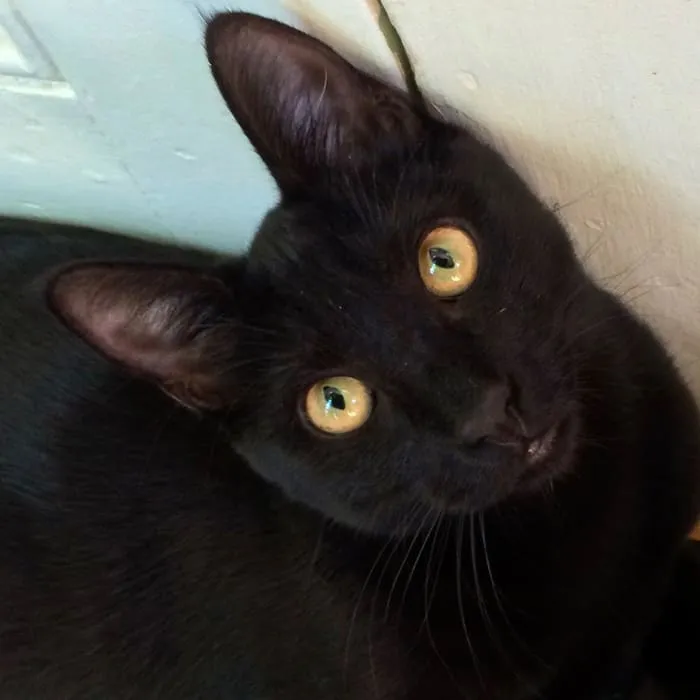 문 근처에 있는 검은 고양이 사진을 클로즈업하세요' title=