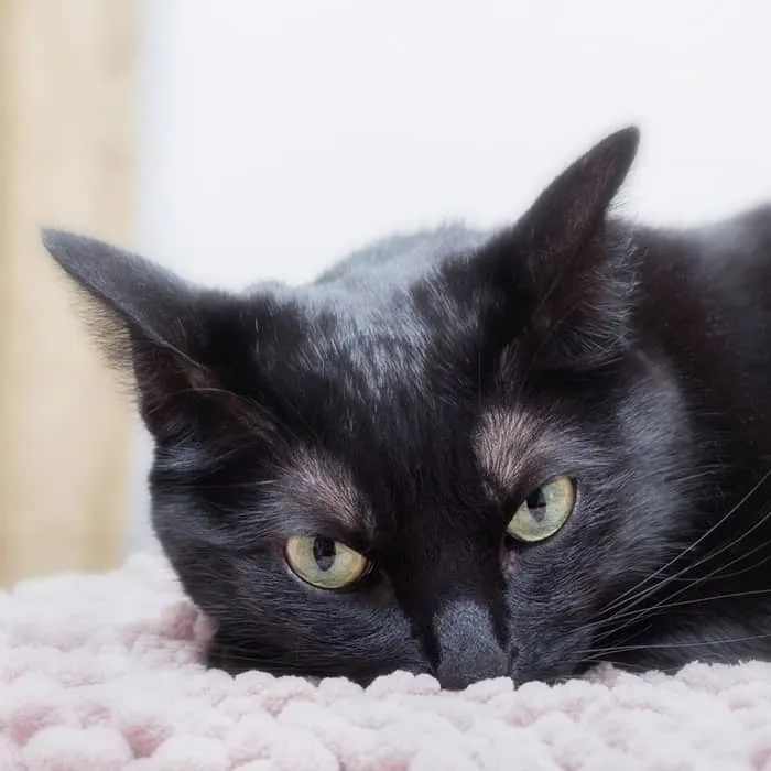 턱을 내리고 누워 있는 검은 고양이와 눈을 크게 뜨고 앞을 응시하는 고양이' title=