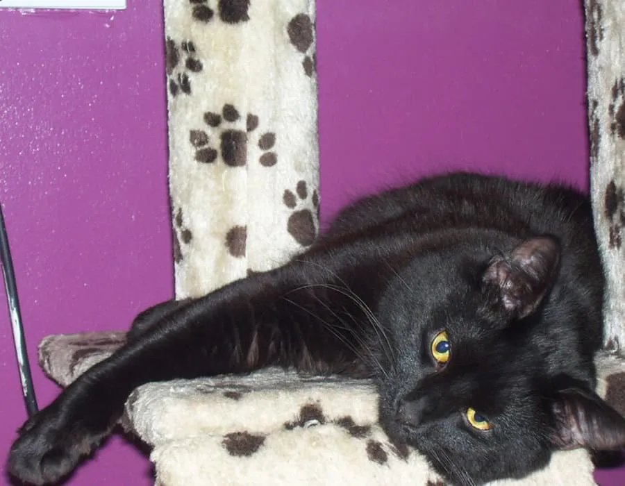 갈색 인쇄된 발이 있는 흰색 침대에 누워 있는 검은 고양이' title=