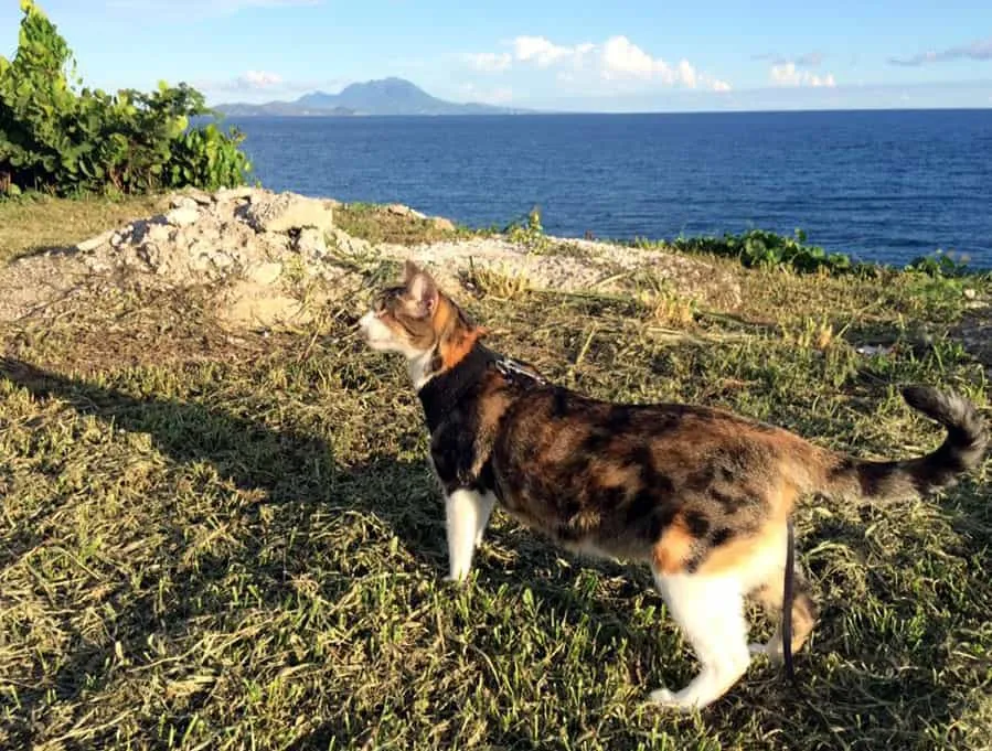 Görme Engelli ve Özel İhtiyaçları Olan Bir Kedinin Zorluklarıyla Başa Çıkmak' title=