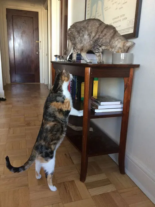 Kör kedi Bal Arısı ve arkadaşı Fare' title=