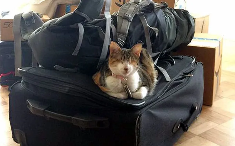 Görme Engelli ve Özel İhtiyaçları Olan Bir Kedinin Zorluklarıyla Başa Çıkmak