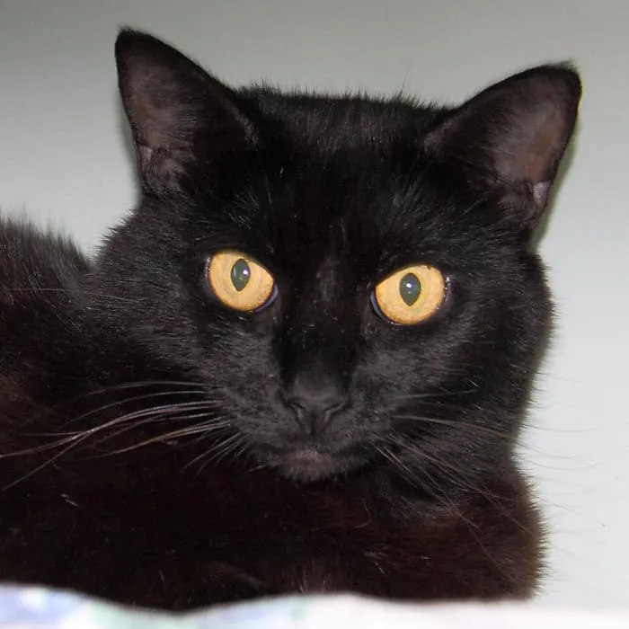 黄色い目をした猫の顔の接写' title=