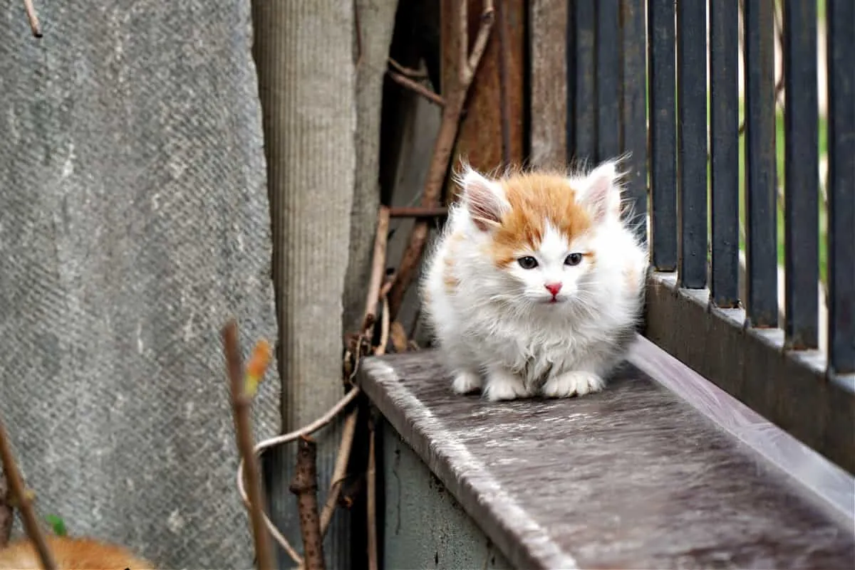 Hoće li mačke izumrijeti ako ih sve steriliziramo? [odgovoreno]