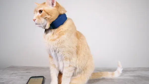 Wessie draagt ​​een tractieve kattentracker