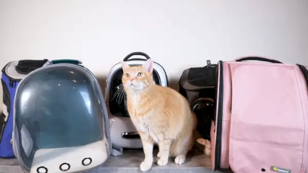 Las 10 mejores mochilas para gatos: las probamos todas