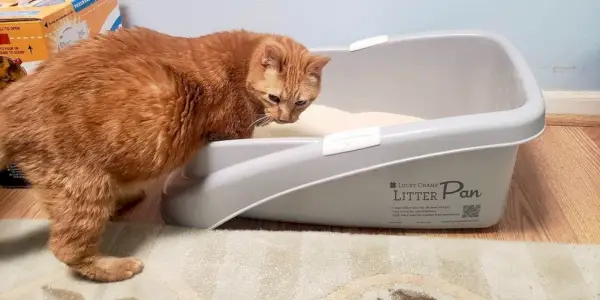 Eine orangefarbene ältere Katze betritt die Katzentoilette Lucky Champ