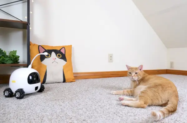 Rocki ロボットコンパニオンを持つ猫