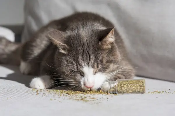 5 מוצרי Catnip הטובים ביותר לחתולים (ריסוס וצעצועים ועוד הפתעות)