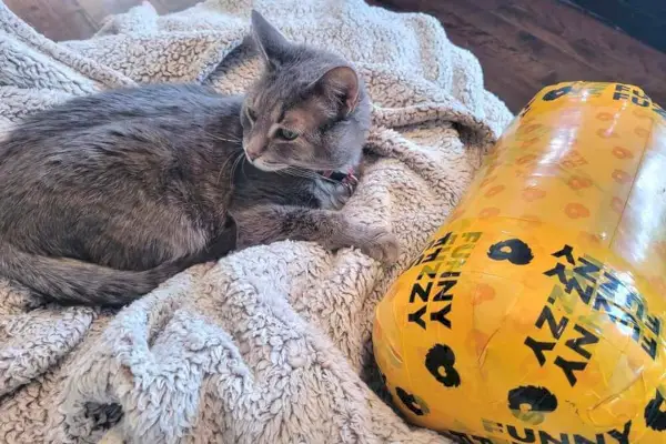 El gato atigrado gris ha recibido un paquete amarillo cilíndrico de FunnyFuzzy.