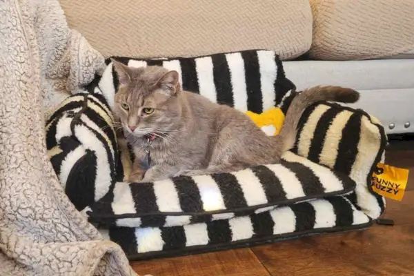 Die grau getigerte Katze hat es sich auf dem schwarz-weißen FunnyFuzzy-Katzensofa gemütlich gemacht.