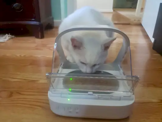 Gatto che mangia da una mangiatoia automatica.