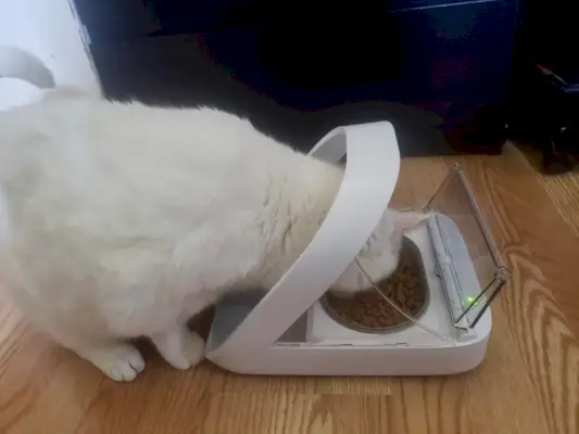 Revisão do alimentador para animais de estimação SureFeed Microchip: Gato comendo em um alimentador automático.