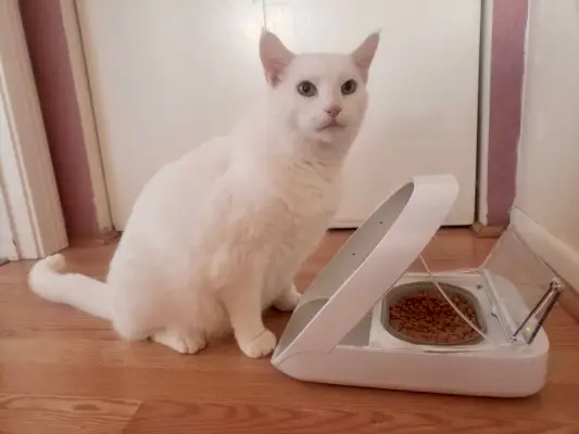 Anmeldelse af SureFeed Microchip Pet Feeder